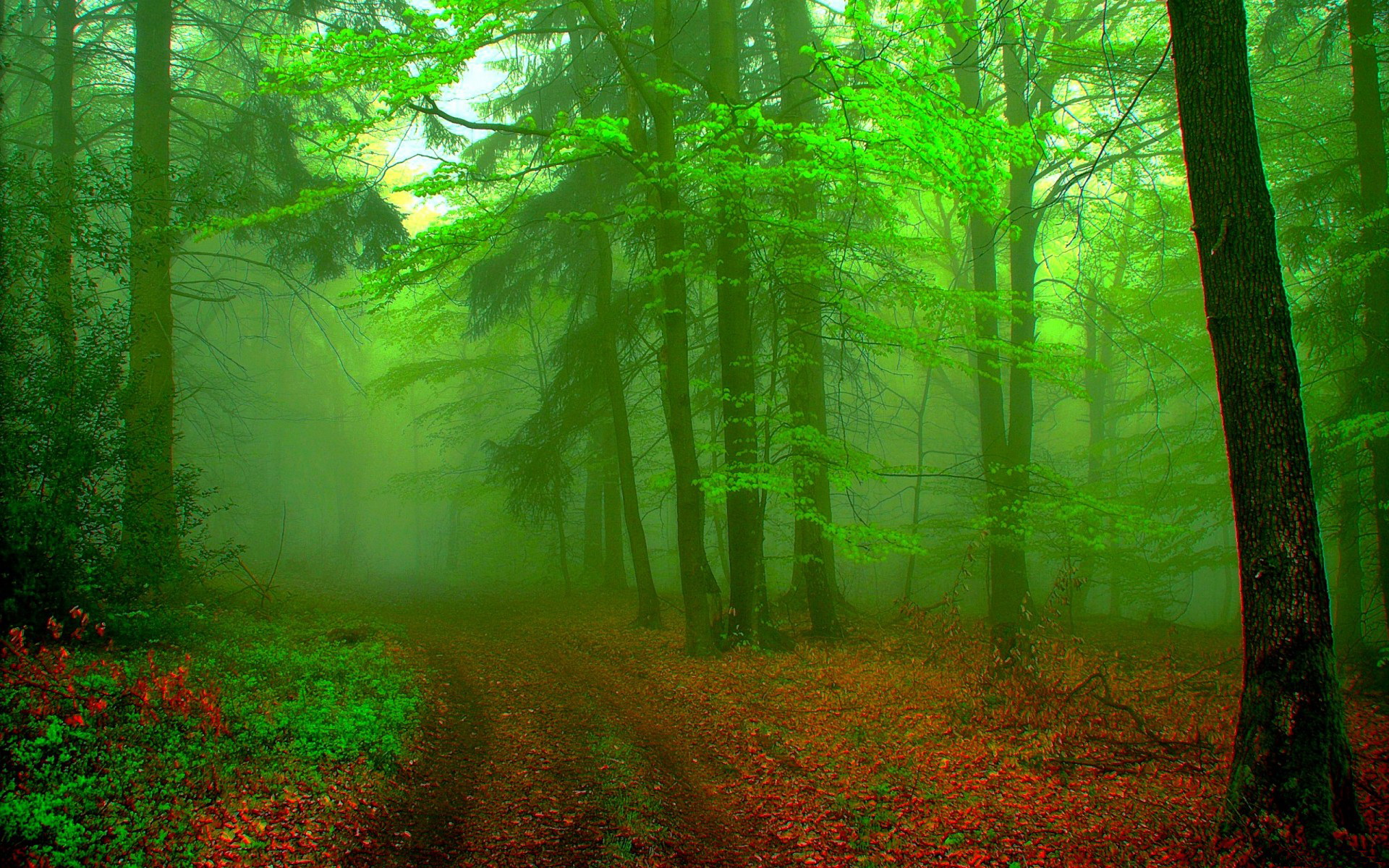 Грунтовая дорога, усыпанная багряными листьями, уходящая в глубь леса, покрытого густым утренним туманом