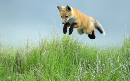 Шустрая лисичка скачет по зелёному полю