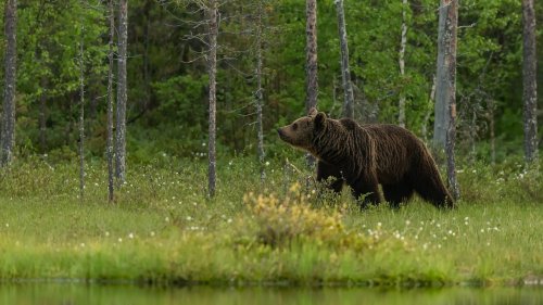 Медведь бродит по лесу