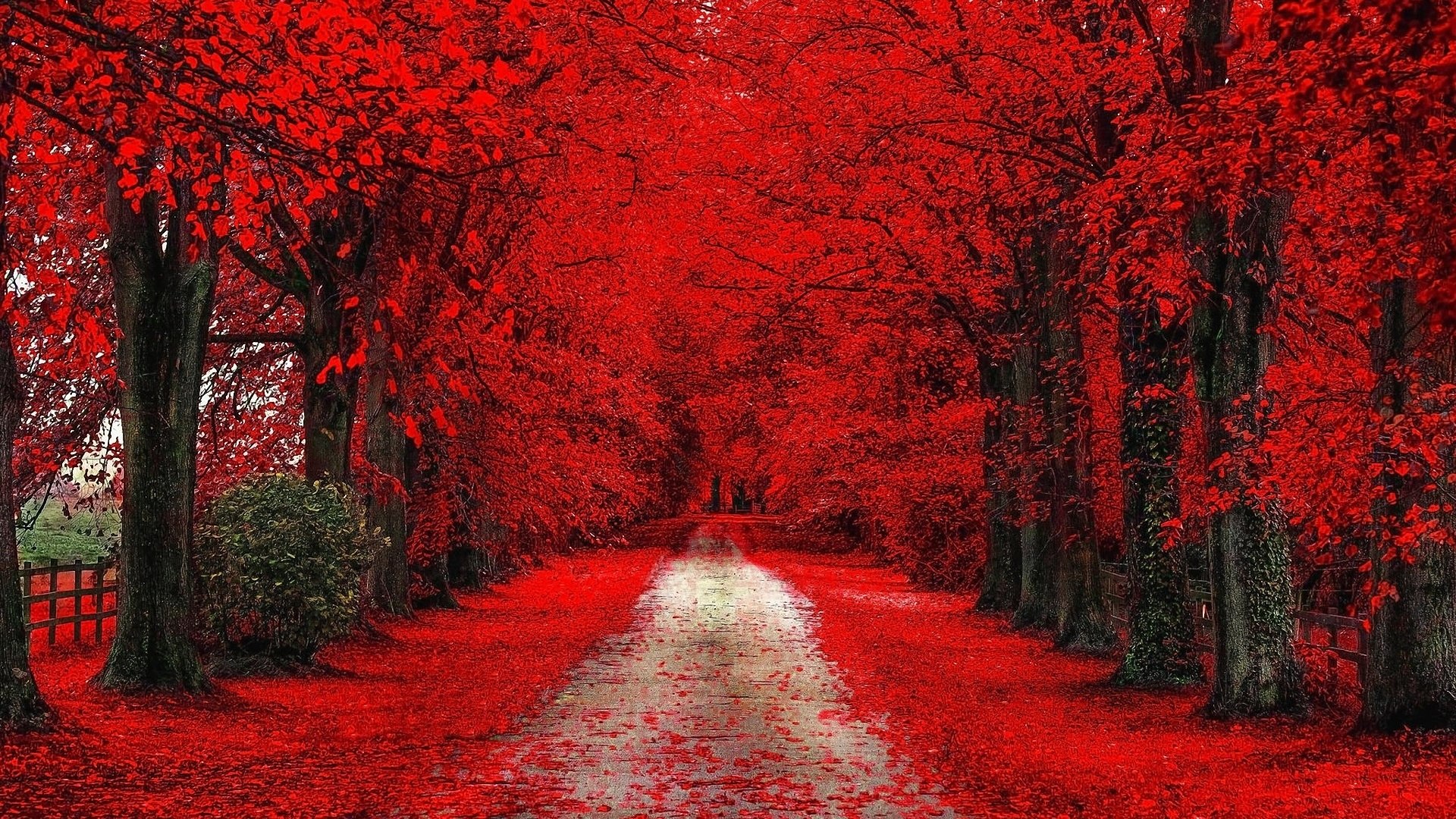 Дорога уходящая вдаль, усыпанная листьями, среди красных деревьев осеннего леса