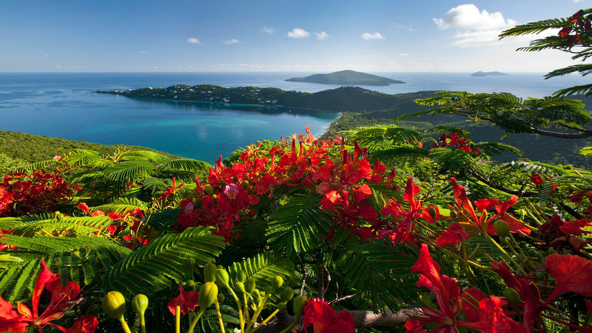 Яркие красные цветы среди зеленых листьев папоротника на пригорке Карибской морской бухты, Барбадос / Barbados