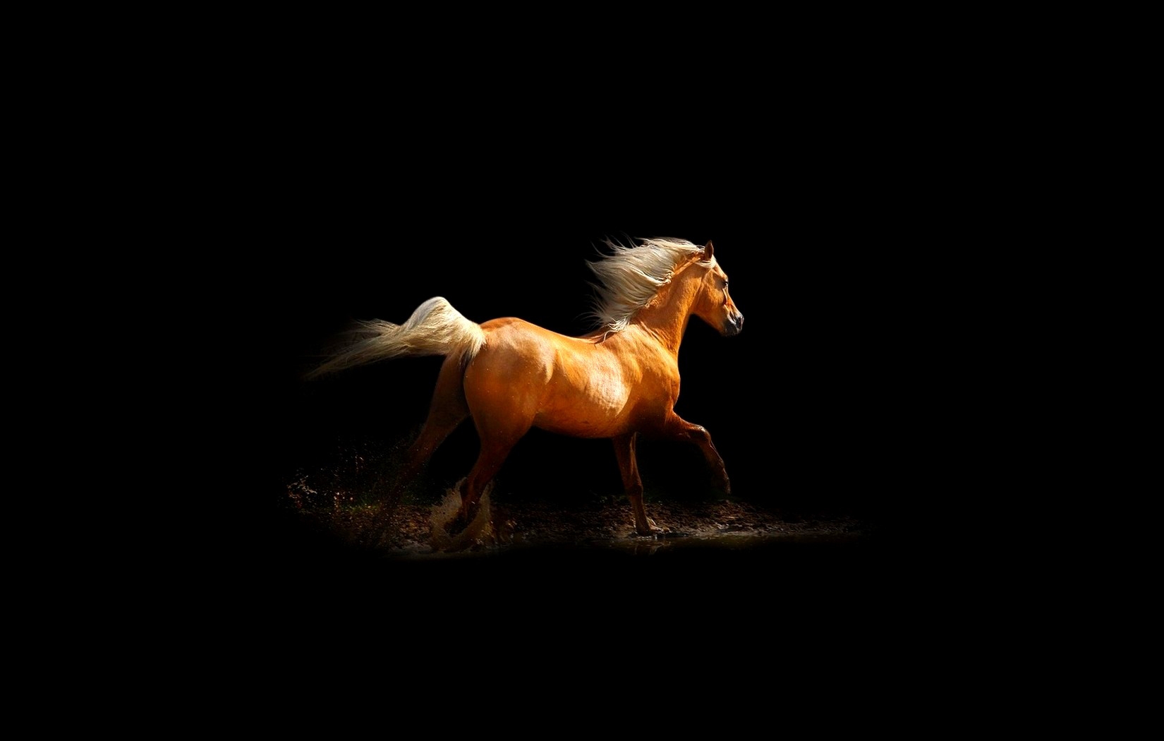 Ярко-оранжевый конь, скачущий по воде, на черном фоне