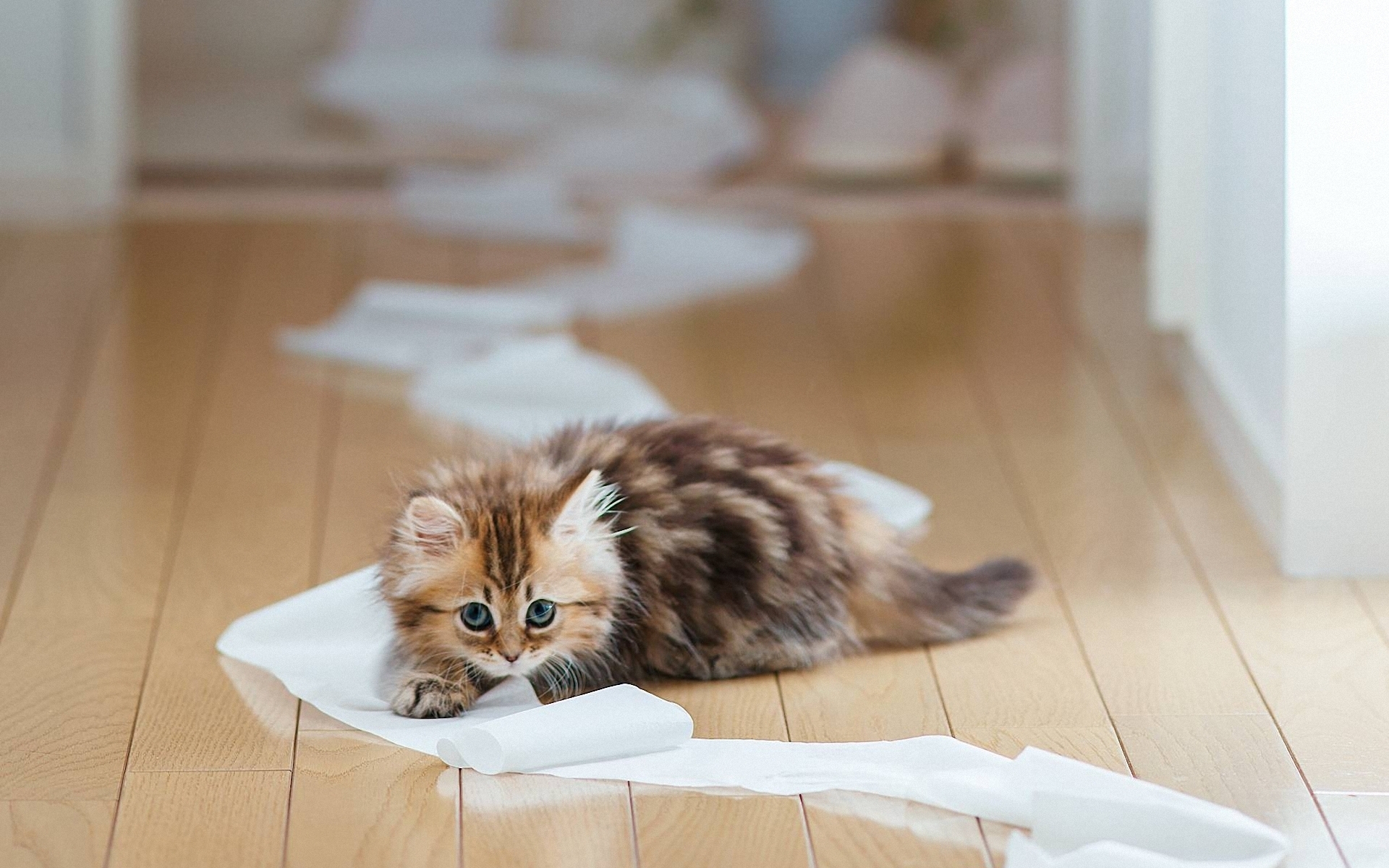 Маленький котенок играется с туалетной бумагой на полу