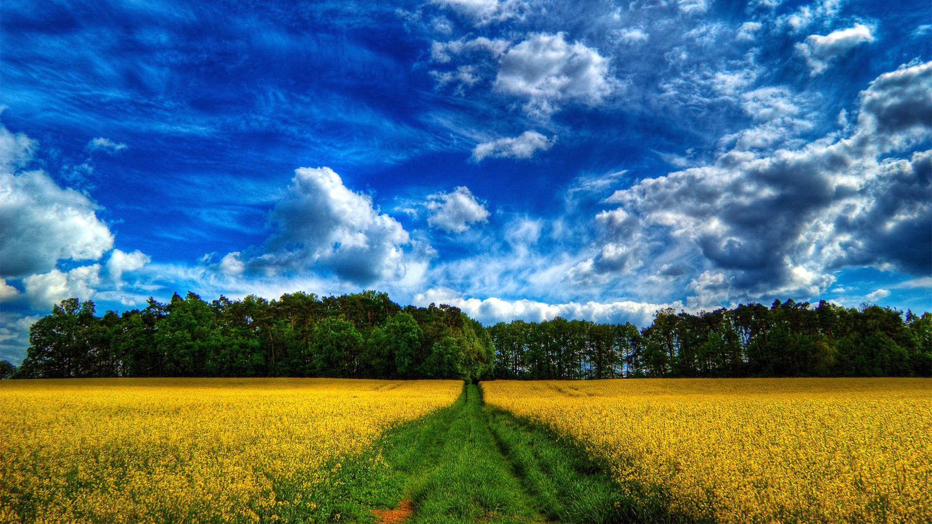 Поле желтых цветов, с тропинкой по середине, на фоне деревьев, неба и облаков