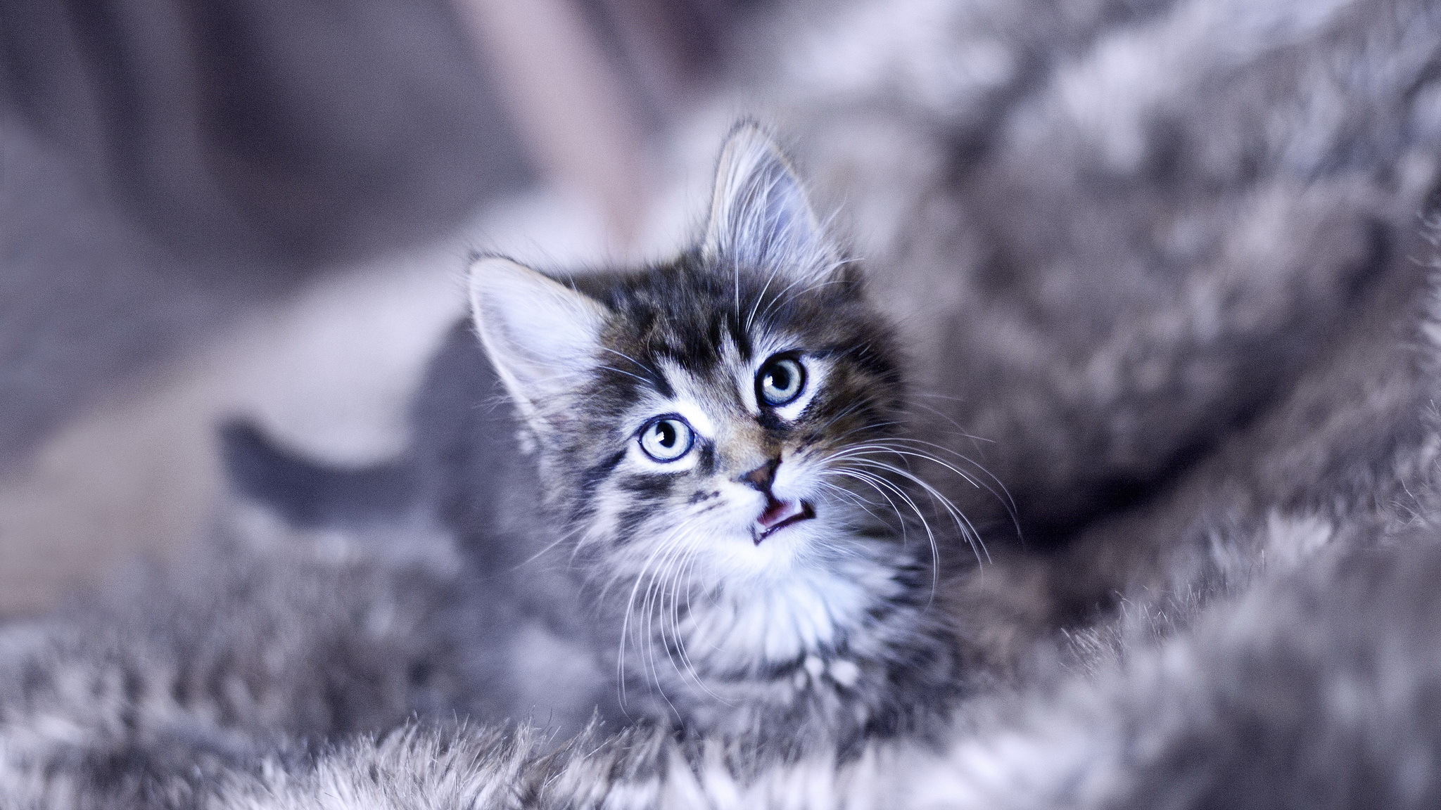 Серый котенок на пушистом ковре