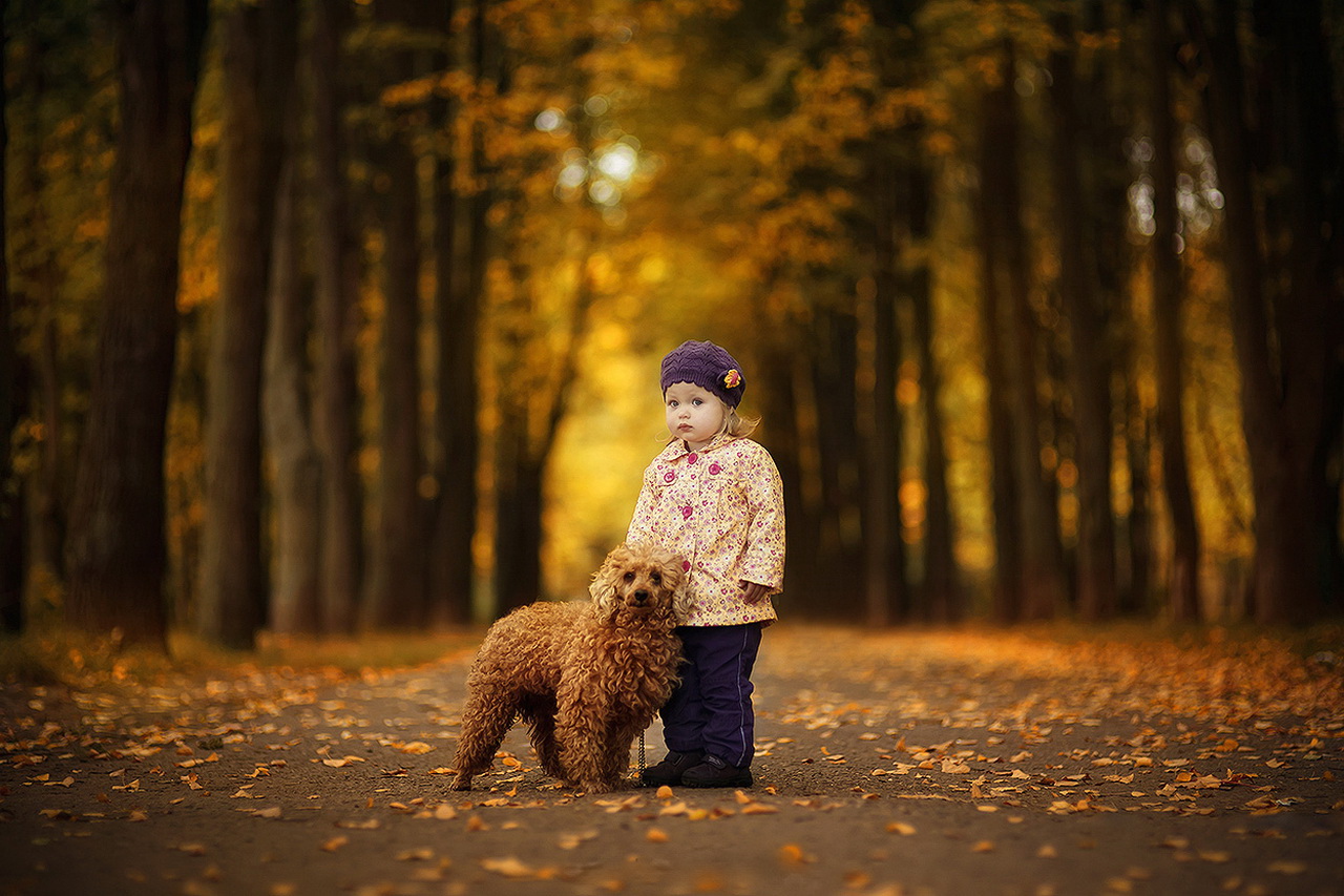 Белокурая девочка в фиолетовой вязаной шапочке с цветком на ней, гуляет по аллее парка, усыпанной пожелтевшими осенними листьями с коричневым пуделем