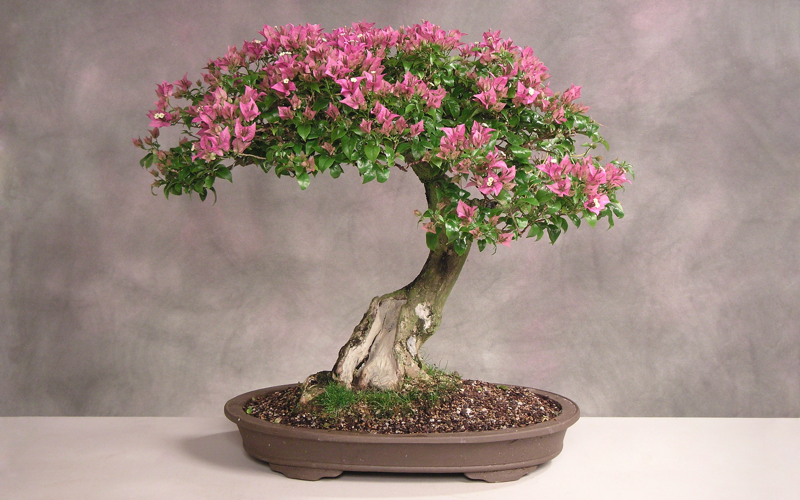 Искусство бонсая - карликовое дерево с красивыми розовыми цветами