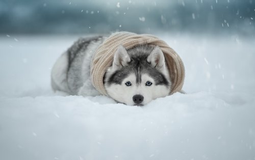 собака, хаски, снег, лежит, 1920x1200