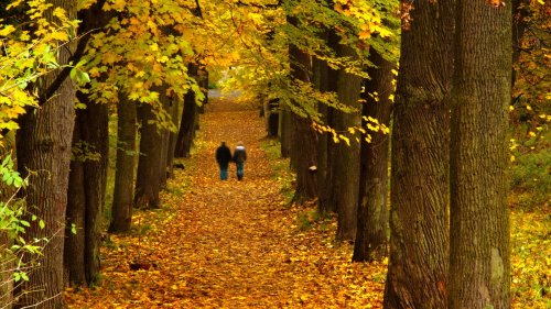 Супружеская пара прогуливается по дорожке, усыпанной осенними листьями и проходящей между стволами деревьев