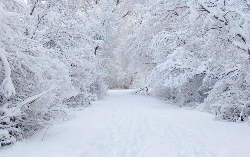 Зимняя сказка. Белые заснеженные деревья