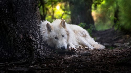 Белый волк лежит под деревом