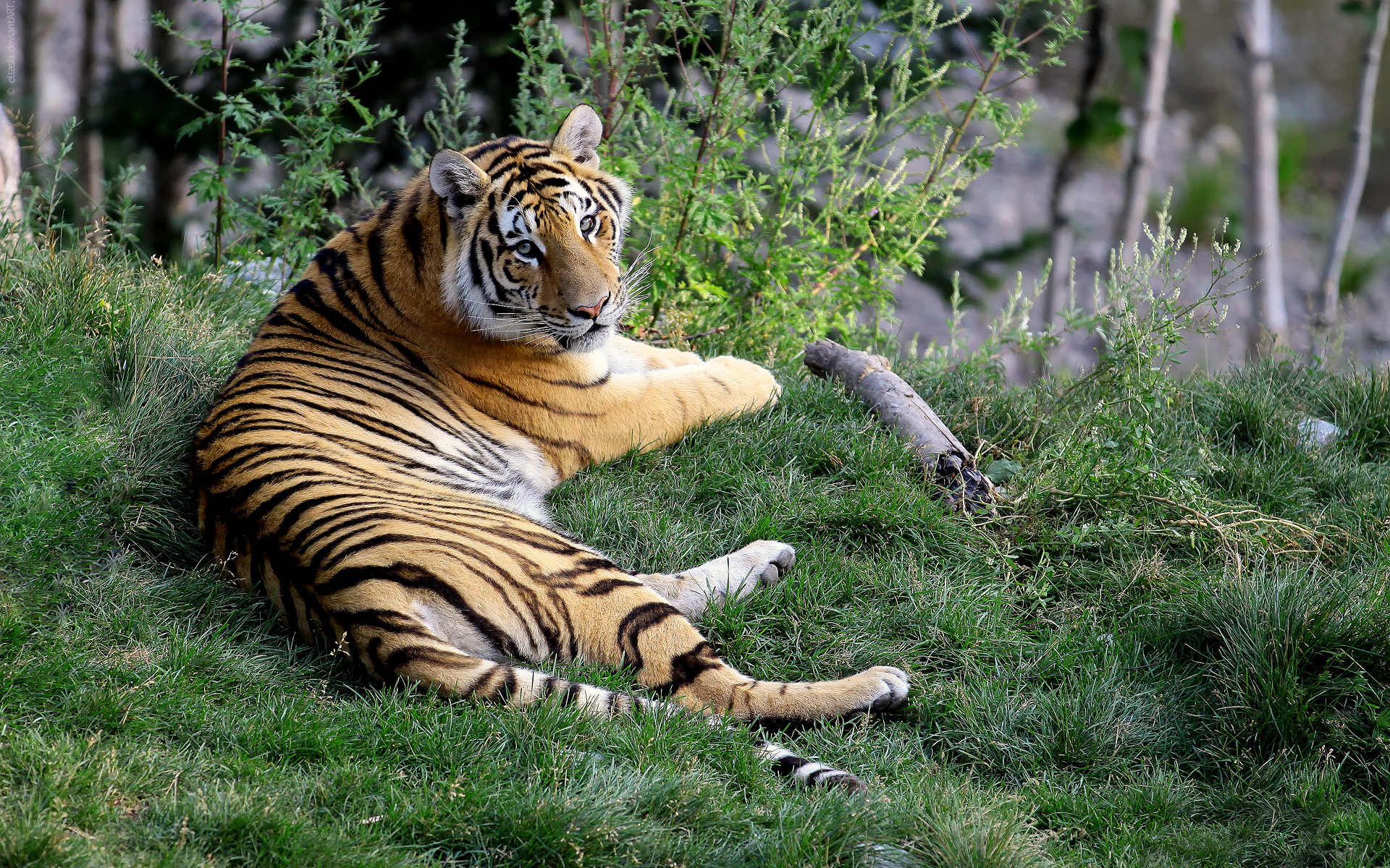 Красивый тигр лежит на травке