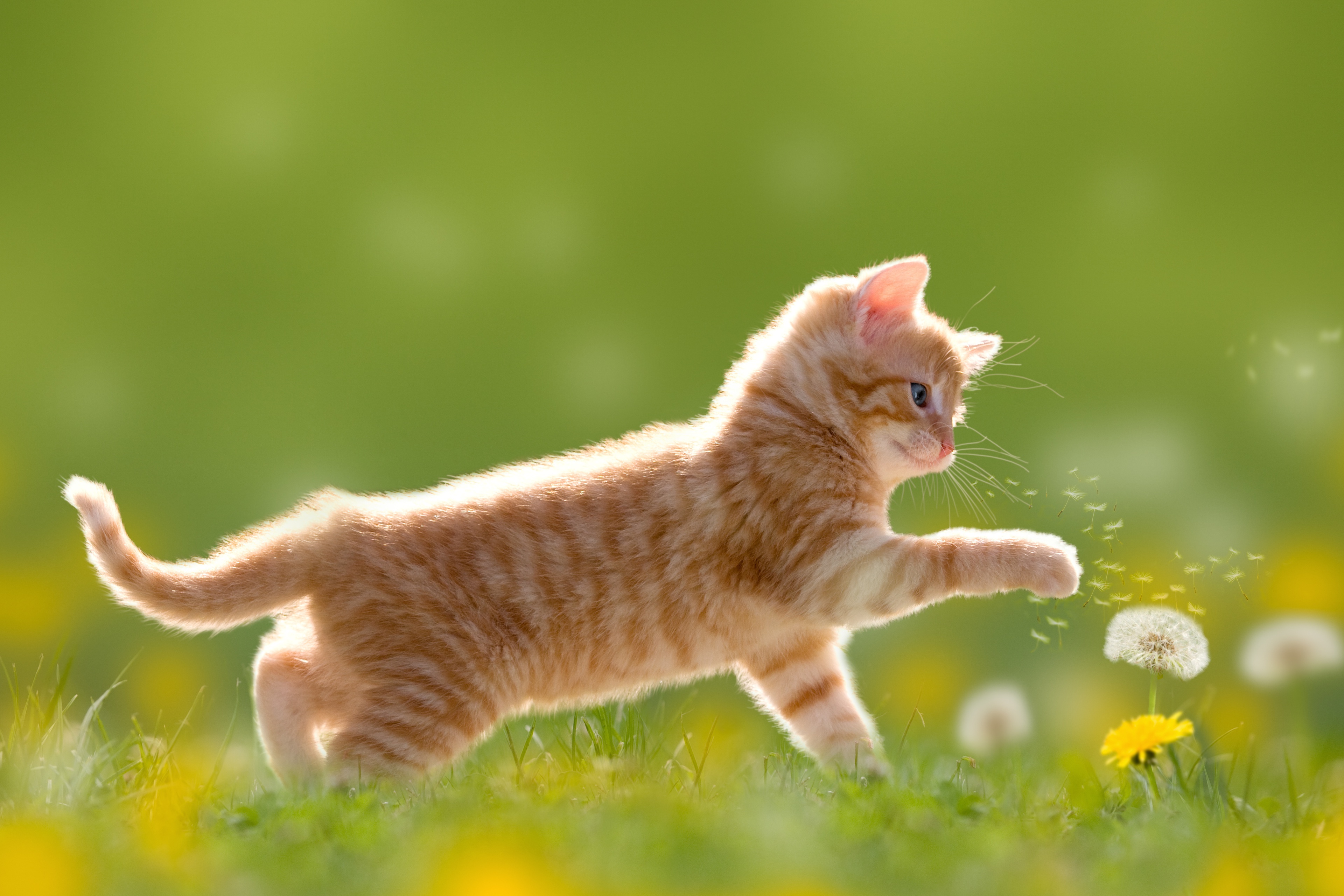 Маленький рыжий полосатый котенок играет с одуванчиками на зеленой травке