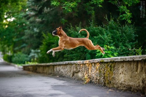Собака породы боксер в красивом прыжке над асфальтовой дорожкой, фотограф Тюрина Анна