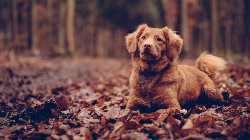 Коричневый Новошотландский ретривер / Nova Scotia Duck Tolling Retriever лежит на опавших коричневых листьях, на фоне размытых стволов деревьев в осен