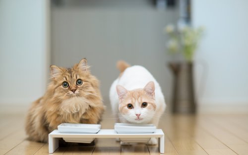 Кошки Ханна / Hannah и Дейзи / Daisy около мисок с едой, фотограф Ben Torode
