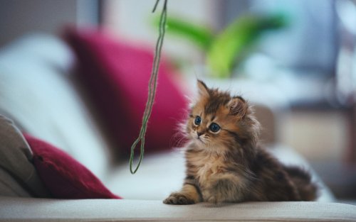 Маленькая кошечка Daisy / Дейзи лежит на диване и смотрит на ниточку (фотограф Ben Torode)