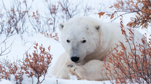 Белый медведь лежит на снегу на фоне заснеженных кустов с оранжевыми листьями