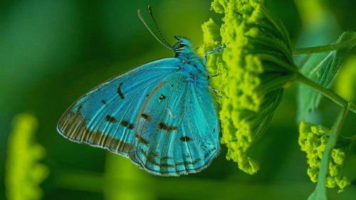 Голубая бабочка с коричневыми полосами на крыльях на зеленом цветке, на фоне размытой зеленой листвы