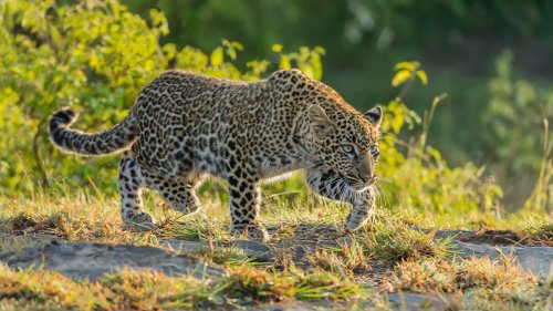 Молодой леопард крадется по траве