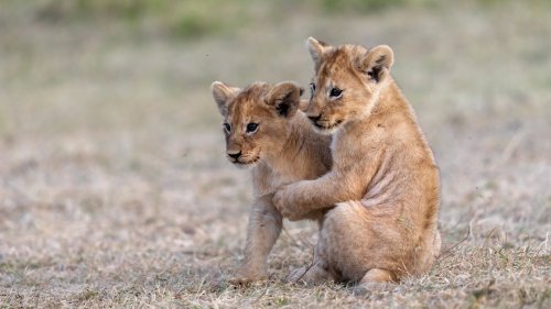 Два львенка на сухой траве, один стоит, другой сидит и обнимает его, на размытом сухом поле