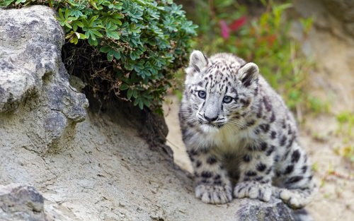 Снежный барс сидит рядом с камнем