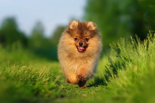 Собака породы карликовый шпиц, бегущая по тропинке среди ярко-зеленой травы, фотография Анны Тюриной