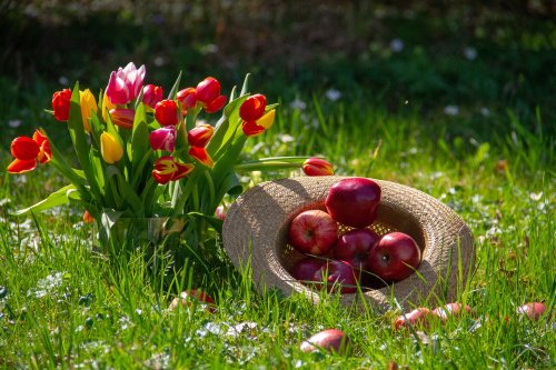 Яблоки в шляпе букет красных и желтых тюльпанов на траве, by Ingrid