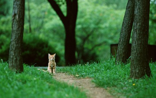 Рыжий котенок сидит на лесной тропинке среди могучих стволов деревьев